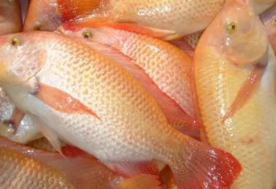 THÀNH CÔNG NỐI TIẾP THÀNH CÔNG-Điều trị thành công bệnh xuất huyết đường ruột cho cá bằng sản phẩm Trường Sinh