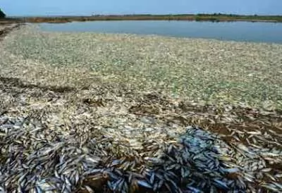 Gần 100 tấn cá chết do nhiễm hóa chất ở Trung Quốc