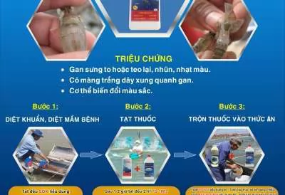 PHÁC ĐỒ ĐIỀU TRỊ BỆNH HOẠI TỬ GAN TỤY TRÊN TÔM