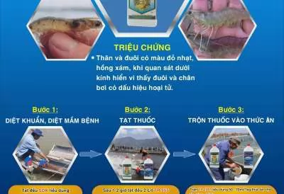 PHÁC ĐỒ NGĂN CHẶN BỆNH TAURA, ĐỎ THÂN TRÊN TÔM 