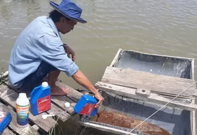 BÍ QUYẾT ĐIỀU TRỊ BỆNH PHÂN TRẮNG TRÊN TÔM HIỆU QUẢ, TÔM KHÔNG CHẬM LỚN