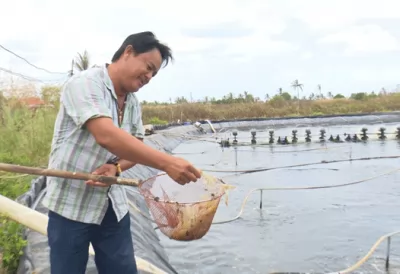 CÀ MAU: NGƯỜI NUÔI TÔM CẦN BÌNH TĨNH KHI THU HOẠCH TÔM