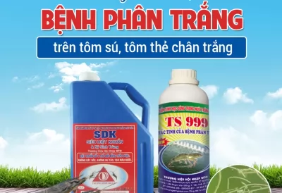 HIỂU ĐÚNG VỀ BỆNH PHÂN TRẮNG TRÊN TÔM SÚ, TÔM THẺ CHÂN TRẮNG