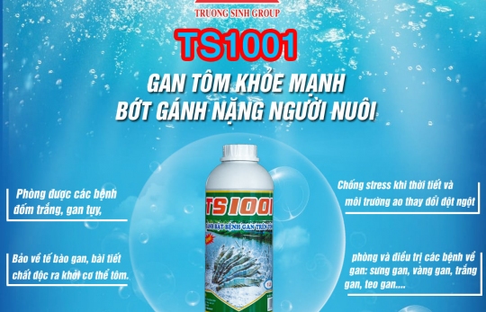 Tôm chết đỏ ao do nhiễm bệnh gan trắng