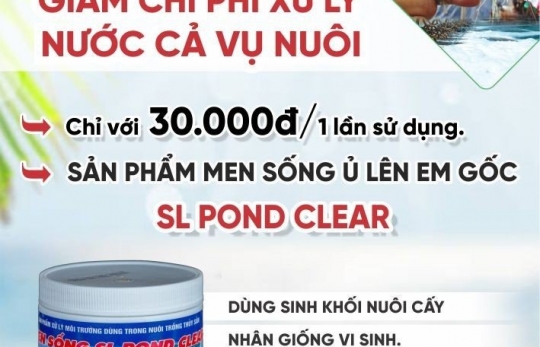 Khí độc ao tôm và giải pháp sử lý: Men sống SL Pond Clear