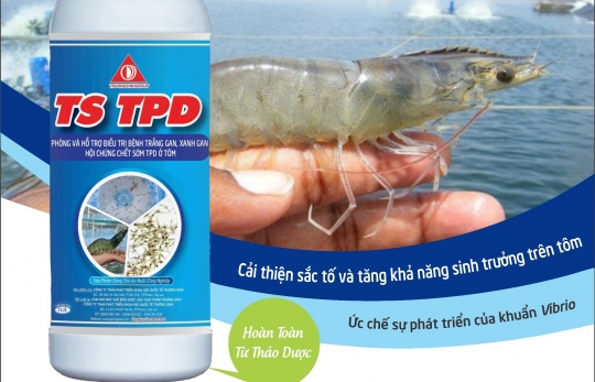 Giải pháp phòng và điều trị bệnh TPD trên tôm bằng thảo dược của Trường Sinh Group 