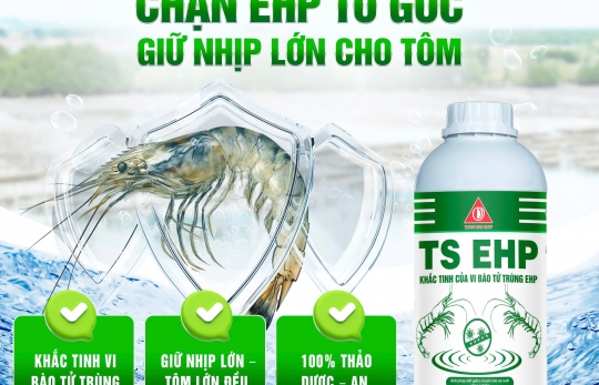 TS EHP – GIẢI PHÁP KIỂM SOÁT VI BÀO TỬ TRÙNG (EHP), BẢO VỆ TÔM KHỎE TỪ BÊN TRONG