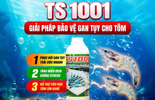 TS 1001 – Bí Quyết Bảo Vệ Gan Tụy Toàn Diện, Giúp Tôm Khỏe Mạnh, Mau Lớn