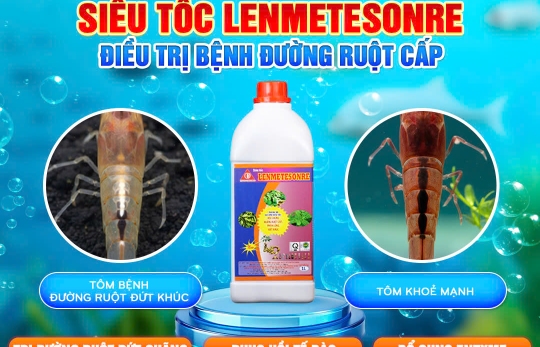 TÔM ĐỨT KHÚC, LỎNG RUỘT – NGUYÊN NHÂN VÀ GIẢI PHÁP XỬ LÝ DỨT ĐIỂM VỚI SIÊU TỐC LENMETESONRE