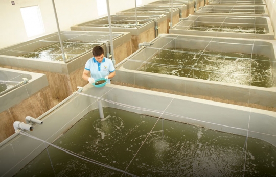 QUY TRÌNH KIỂM SOÁT AN TOÀN SINH HỌC TRONG SẢN XUẤT TÔM GIỐNG CHẤT LƯỢNG CAO