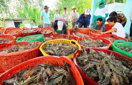 GIÁ TÔM PHỤC HỒI – BÀ CON PHẤN KHỞI TÁI VỤ ĐÓN MÙA THẮNG LỢI