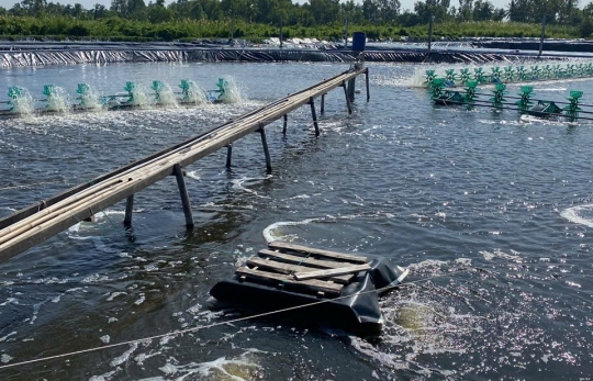 Tôm Nổi Đầu Vào Sáng Sớm – Dấu Hiệu Cảnh Báo Ao Nuôi Đang Thiếu Oxy