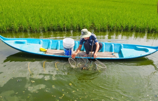 Nuôi Tôm Sú Trên Nền Đất Lúa: Mô Hình Bền Vững Mang Lại Hiệu Quả Kinh Tế Cao