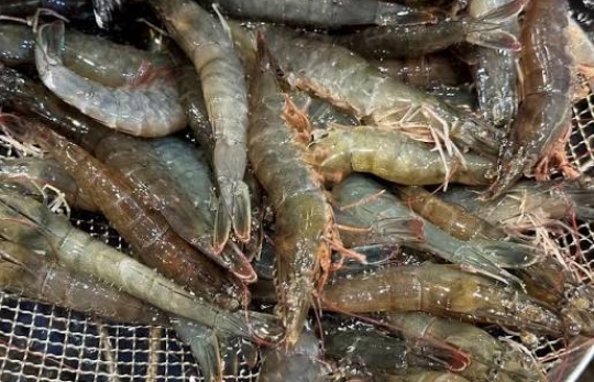 Tôm Giảm Ăn Giữa Vụ Nuôi: Nguyên Nhân Và Giải Pháp Xử Lý Hiệu Quả