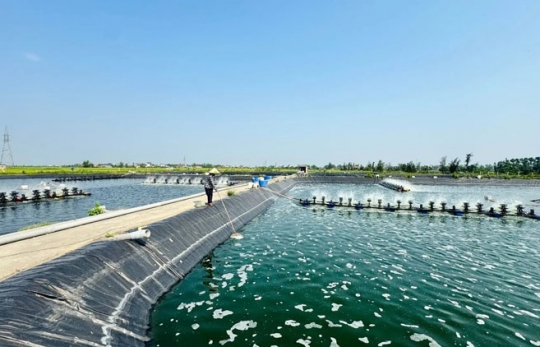 Tăng cường an toàn sinh học trong vùng nuôi tôm