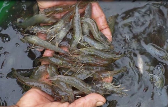 HỘI KHKT THÚ Y VIỆT NAM KIẾN NGHỊ THÁO GỠ VƯỚNG MẮC TRONG QUẢN LÝ SẢN PHẨM THỦY SẢN